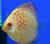 Дискус красная карта LSymphysodon aequifasciatus var. | Цена: 4900 | На складе 3 шт.