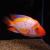 Циxлазома цитринеллум  Amphilophus citrinellus (Cichlasoma citrinellum)
