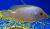 Цихлазома лабиатум  Amphilophus labiatus (Cichlasoma labiatum, Herichthys labiatus)