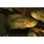 Цихлазома бриллиантовая красная MHerichthys cyanoguttatus "Red" | Цена: 795 | На складе 1 шт.