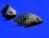 Цихлазома бриллиантовая  Herichthys cyanoguttatus