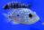Циxлазома бриллиантовая голубая  Herichthys cyanoguttatus Blue