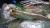 Прыгун илистый атлантический  Periophthalmus barbarus