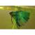 Петушок сиамский зеленый (самец)  Betta splendens Green male