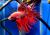 Петушок сиамский Сиамская Корона (самец)  Betta splendens Crowntail male