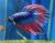 Петушок сиамский Сиамская Корона (самец)  Betta splendens Crowntail male