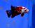 Петушок сиамский Плакат Галактика (самец)  Betta splendens Plakat Galaxy male
