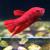 Петушок сиамский Плакат Супер Красный (самец)  Betta splendens Plakat Super Red male
