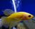 Петушок сиамский Плакат Супер Желтый (самец)  Betta splendens Plakat Super Yellow male