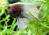 Петушок сиамский Слоновье Уxо (самец)  Betta splendens Elephant Ear male