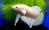 Петушок сиамский Халф Мун Белая Платина (самец)  Betta splendens Halfmoon White Platinum male