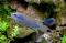 Макропод красноспинный  Macropodus erythropterus