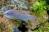 Макропод красноспинный  Macropodus erythropterus