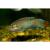 Макропод обыкновенный  Macropodus opercularis
