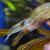 Креветка пресноводная Амано  Caridina japonica