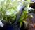Креветка пресноводная Амано  Caridina japonica