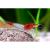 Креветка пресноводная красно-белая (Креветка Рили) MNeocaridina heteropoda var. Rili | Цена: 150 | На складе 30 шт.