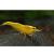 Креветка пресноводная "Желтый огонь" MNeocaridina heteropoda var. "Yellow Fire" | Цена: 195 | На складе 4 шт.