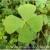 Марсилия ангустифолия в горшке  Marsilea angustifolia