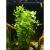 Марсилия ангустифолия в горшке  Marsilea angustifolia