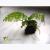Папоротник бутылочный на камне MCrepidomanes auriculatum (Asplenium cf. Normale) | Цена: 1 | На складе 3 шт.