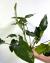 Анубиас Бартера Бартера  Anubias barteri var. barteri