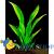 Анубиас ланцетовидный  Anubias lanceolata