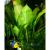 Криптокорина реснитчатая в горшке MCryptocoryne ciliata | Цена: 350 | На складе 4 шт.