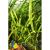 Криптокорина курчавая разн. Балансэ в горшке MCryptocoryne crispatula var. balansae [C. balansae] | Цена: 350 | На складе 5 шт.