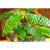 Криптокорина Гудоро LCryptocoryne hudoroi | Цена: 495 | На складе 7 шт.