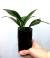 Криптокорина Гудоро  Cryptocoryne hudoroi