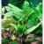 Криптокорина понтедериелистная в горшке MCryptocoryne pontederiifolia | Цена: 395 | На складе 12 шт.