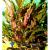 Криптокорина Вендта "Коричневая" в горшке MCryptocoryne wendtii var. "Brown" | Цена: 395 | На складе 2 шт.