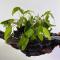 Криптокорина Вендта Зеленая (пучок)  Cryptocoryne wendtii var. Green