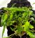 Криптокорина Вендта Зеленая (пучок)  Cryptocoryne wendtii var. Green