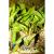 Криптокорина Вендта "Зеленая" в горшке MCryptocoryne wendtii var. "Green" | Цена: 495 | На складе 5 шт.