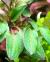 Криптокорина Вендта Закат во Флориде  Cryptocoryne wendtii var. Florida sunset