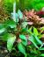 Криптокорина Вендта Закат во Флориде  Cryptocoryne wendtii var. Florida sunset