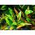 Криптокорина Вендта "Зеленый Геккон " в горшке MCryptocoryne wendtii var. "Green Gecko" | Цена: 395 | На складе 8 шт.