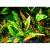 Криптокорина Вендта Зеленый Геккон  в горшке  Cryptocoryne wendtii var. Green Gecko