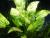Эхинодорус сердцевидный "Тропика - Мраморная королева" SEchinodorus cordifolius "Tropica Marble Queen" | Цена: 280 | На складе 3 шт.