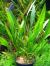 Эxинодорус Шингу в горшке  Helanthium bolivianum Xingu