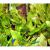 Эхинодорус Оцелот зеленый  Echinodorus Ozelot green