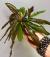 Эxинодорус Рубин в горшке  Echinodorus Rubin
