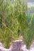 Сагиттария шиловидная  Sagittaria subulata [S. natans, S. pusilla]