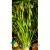 Валлиснерия азиатская в горшке  Vallisneria asiatica