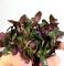 Лобелия пурпурная (пучок) MLobelia cardinalis | Цена: 300 | На складе 4 шт.