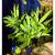 Гигрофила лимонник  Hygrophila corymbosa [Nomaphila stricta, H. lacustris, H. siamensis