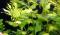 Гигрофила разнородная Синнема (пучок)  Hygrophila difformis [Synnema triflorum]