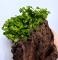 Гигрофила многосемянная Индийская (пучок)  Hygrophila polysperma